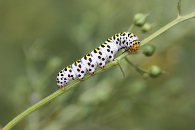 <i class='fa fa-user'></i>&nbsp;Paul Vandebroek&nbsp;|  Helmkruidvlinder&nbsp; <i class='fa fa-eye'>&nbsp;88</i> &nbsp;<i class='fa fa-thumbs-up'>&nbsp;5</i> &nbsp; <i class='fa fa-comment-o'>&nbsp;6</i>