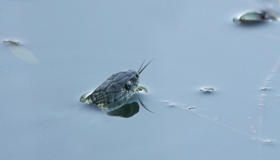 <i class='fa fa-user'></i>&nbsp;nelappelmelk&nbsp;|  Ringslang&nbsp; <i class='fa fa-eye'>&nbsp;110</i> &nbsp;<i class='fa fa-thumbs-up'>&nbsp;3</i> &nbsp; <i class='fa fa-comment-o'>&nbsp;3</i>