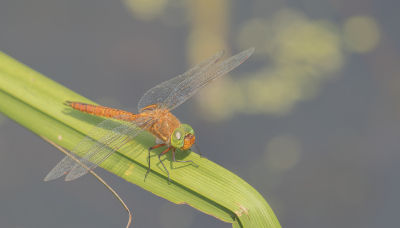 <i class='fa fa-user'></i>&nbsp;Marie-Jos� Boon&nbsp;|  Vroege Glazenmaker&nbsp; <i class='fa fa-eye'>&nbsp;75</i> &nbsp;<i class='fa fa-thumbs-up'>&nbsp;2</i> &nbsp; <i class='fa fa-comment-o'>&nbsp;3</i>