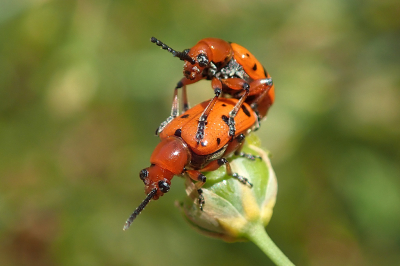 <i class='fa fa-user'></i>&nbsp;A. Soeting&nbsp;|  Rode Aspergekever&nbsp; <i class='fa fa-eye'>&nbsp;79</i> &nbsp;<i class='fa fa-thumbs-up'>&nbsp;3</i> &nbsp; <i class='fa fa-comment-o'>&nbsp;4</i>