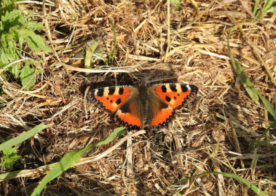 <i class='fa fa-user'></i>&nbsp;Jovanzo&nbsp;|  Kleine Vos&nbsp; <i class='fa fa-eye'>&nbsp;64</i> &nbsp;<i class='fa fa-thumbs-up'>&nbsp;1</i> &nbsp; <i class='fa fa-comment-o'>&nbsp;0</i>