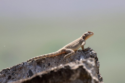 <i class='fa fa-user'></i>&nbsp;Henk Baptist&nbsp;|  Kaukasusagame&nbsp; <i class='fa fa-eye'>&nbsp;75</i> &nbsp;<i class='fa fa-thumbs-up'>&nbsp;2</i> &nbsp; <i class='fa fa-comment-o'>&nbsp;1</i>