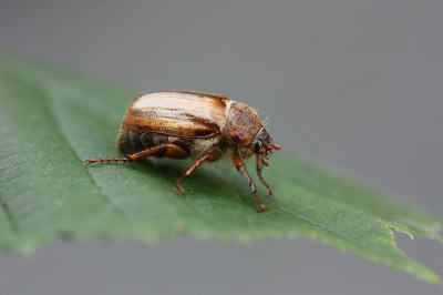 <i class='fa fa-user'></i>&nbsp;Paul Vandebroek&nbsp;|  Junikever&nbsp; <i class='fa fa-eye'>&nbsp;71</i> &nbsp;<i class='fa fa-thumbs-up'>&nbsp;3</i> &nbsp; <i class='fa fa-comment-o'>&nbsp;2</i>