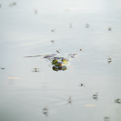 <i class='fa fa-user'></i>&nbsp;Truus Aletta Maan&nbsp;|  Groene Kikker sp.&nbsp; <i class='fa fa-eye'>&nbsp;71</i> &nbsp;<i class='fa fa-thumbs-up'>&nbsp;1</i> &nbsp; <i class='fa fa-comment-o'>&nbsp;2</i>