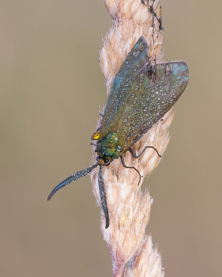 <i class='fa fa-user'></i>&nbsp;Johan van Gurp&nbsp;|  Metaalvlinder&nbsp; <i class='fa fa-eye'>&nbsp;79</i> &nbsp;<i class='fa fa-thumbs-up'>&nbsp;5</i> &nbsp; <i class='fa fa-comment-o'>&nbsp;2</i>