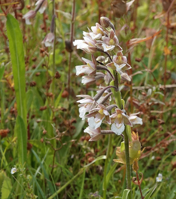 <i class='fa fa-user'></i>&nbsp;ko katsman&nbsp;|  Moeraswespenorchis&nbsp; <i class='fa fa-eye'>&nbsp;81</i> &nbsp; <i class='fa fa-comment-o'>&nbsp;1</i>