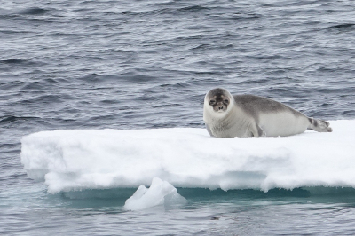 <i class='fa fa-user'></i>&nbsp;ko katsman&nbsp;|  Klapmuts&nbsp; <i class='fa fa-eye'>&nbsp;107</i> &nbsp;<i class='fa fa-thumbs-up'>&nbsp;3</i> &nbsp; <i class='fa fa-comment-o'>&nbsp;3</i>