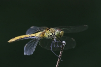 <i class='fa fa-user'></i>&nbsp;KrisvdWijk&nbsp;|  Bloedrode Heidelibel&nbsp; <i class='fa fa-eye'>&nbsp;59</i> &nbsp; <i class='fa fa-comment-o'>&nbsp;2</i>