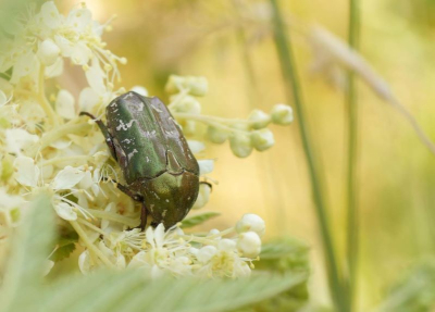 <i class='fa fa-user'></i>&nbsp;Jelle Bakker&nbsp;|  Gedeukte Gouden Tor&nbsp; <i class='fa fa-eye'>&nbsp;56</i> &nbsp; <i class='fa fa-comment-o'>&nbsp;0</i>