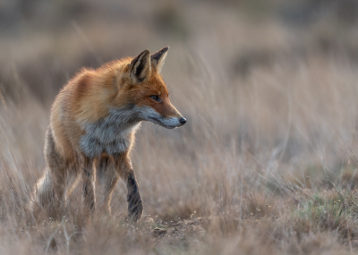 <i class='fa fa-user'></i>&nbsp;Oppdewit&nbsp;|  Vos&nbsp; <i class='fa fa-eye'>&nbsp;125</i> &nbsp;<i class='fa fa-thumbs-up'>&nbsp;11</i> &nbsp; <i class='fa fa-comment-o'>&nbsp;8</i>