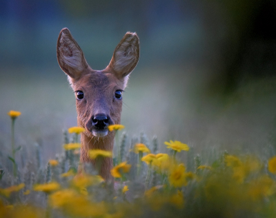 <i class='fa fa-user'></i>&nbsp;robert-jan&nbsp;|  Ree&nbsp; <i class='fa fa-eye'>&nbsp;87</i> &nbsp;<i class='fa fa-thumbs-up'>&nbsp;10</i> &nbsp; <i class='fa fa-comment-o'>&nbsp;5</i>