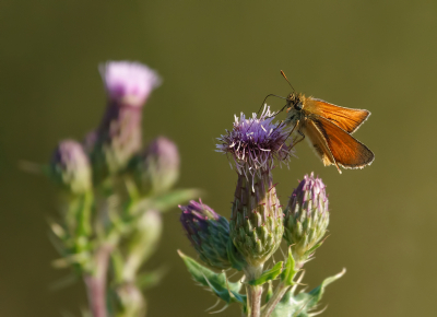 <i class='fa fa-user'></i>&nbsp;Jurgen Maassen&nbsp;|  Geelsprietdikkopje&nbsp; <i class='fa fa-eye'>&nbsp;64</i> &nbsp; <i class='fa fa-comment-o'>&nbsp;0</i>