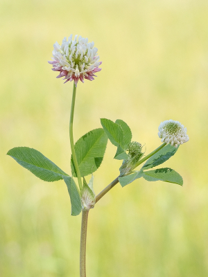 <i class='fa fa-user'></i>&nbsp;Tim Oord&nbsp;|  Basterdklaver&nbsp; <i class='fa fa-eye'>&nbsp;52</i> &nbsp;<i class='fa fa-thumbs-up'>&nbsp;3</i> &nbsp; <i class='fa fa-comment-o'>&nbsp;1</i>