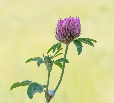 <i class='fa fa-user'></i>&nbsp;Tim Oord&nbsp;|  Rode Klaver&nbsp; <i class='fa fa-eye'>&nbsp;52</i> &nbsp;<i class='fa fa-thumbs-up'>&nbsp;5</i> &nbsp; <i class='fa fa-comment-o'>&nbsp;3</i>