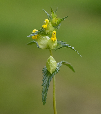 <i class='fa fa-user'></i>&nbsp;Tim Oord&nbsp;|  Kleine Ratelaar&nbsp; <i class='fa fa-eye'>&nbsp;53</i> &nbsp;<i class='fa fa-thumbs-up'>&nbsp;2</i> &nbsp; <i class='fa fa-comment-o'>&nbsp;1</i>