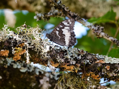 <i class='fa fa-user'></i>&nbsp;Peter van Eijk&nbsp;|  Witbandzandoog&nbsp; <i class='fa fa-eye'>&nbsp;83</i> &nbsp;<i class='fa fa-thumbs-up'>&nbsp;3</i> &nbsp; <i class='fa fa-comment-o'>&nbsp;1</i>