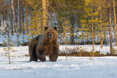 <i class='fa fa-user'></i>&nbsp;Luc Meert&nbsp;|  Bruine Beer&nbsp; <i class='fa fa-eye'>&nbsp;134</i> &nbsp;<i class='fa fa-thumbs-up'>&nbsp;9</i> &nbsp; <i class='fa fa-comment-o'>&nbsp;6</i>