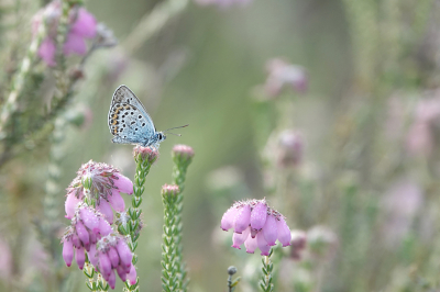 <i class='fa fa-user'></i>&nbsp;nelappelmelk&nbsp;|  Heideblauwtje&nbsp; <i class='fa fa-eye'>&nbsp;99</i> &nbsp;<i class='fa fa-thumbs-up'>&nbsp;3</i> &nbsp; <i class='fa fa-comment-o'>&nbsp;4</i>