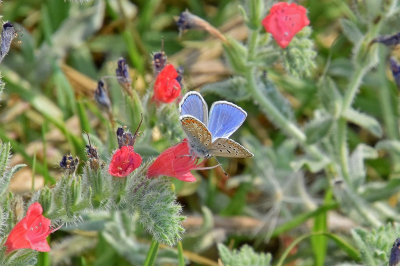 <i class='fa fa-user'></i>&nbsp;kooyammers&nbsp;|  Icarusblauwtje&nbsp; <i class='fa fa-eye'>&nbsp;61</i> &nbsp; <i class='fa fa-comment-o'>&nbsp;1</i>