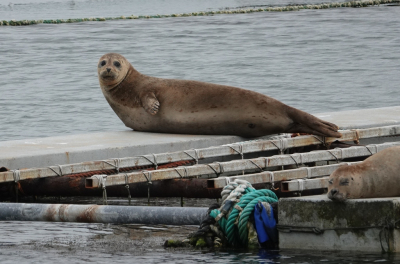 <i class='fa fa-user'></i>&nbsp;ko katsman&nbsp;|  Gewone Zeehond&nbsp; <i class='fa fa-eye'>&nbsp;113</i> &nbsp;<i class='fa fa-thumbs-up'>&nbsp;2</i> &nbsp; <i class='fa fa-comment-o'>&nbsp;0</i>