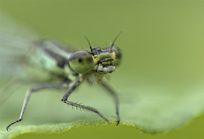 <i class='fa fa-user'></i>&nbsp;janvangastel&nbsp;|  Lantaarntje&nbsp; <i class='fa fa-eye'>&nbsp;78</i> &nbsp;<i class='fa fa-thumbs-up'>&nbsp;7</i> &nbsp; <i class='fa fa-comment-o'>&nbsp;6</i>