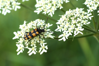 <i class='fa fa-user'></i>&nbsp;Jelle Bakker&nbsp;|  Gevlekte Smalboktor&nbsp; <i class='fa fa-eye'>&nbsp;63</i> &nbsp; <i class='fa fa-comment-o'>&nbsp;2</i>