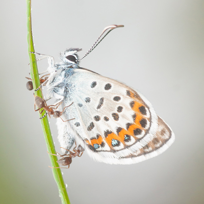 <i class='fa fa-user'></i>&nbsp;Tom&nbsp;|  Heideblauwtje&nbsp; <i class='fa fa-eye'>&nbsp;85</i> &nbsp;<i class='fa fa-thumbs-up'>&nbsp;1</i> &nbsp; <i class='fa fa-comment-o'>&nbsp;3</i>