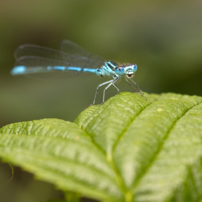 <i class='fa fa-user'></i>&nbsp;birgittaroos&nbsp;|  Azuurwaterjuffer&nbsp; <i class='fa fa-eye'>&nbsp;55</i> &nbsp; <i class='fa fa-comment-o'>&nbsp;1</i>