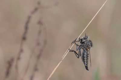 <i class='fa fa-user'></i>&nbsp;Johan van Gurp&nbsp;|  Borstelroofvlieg&nbsp; <i class='fa fa-eye'>&nbsp;71</i> &nbsp;<i class='fa fa-thumbs-up'>&nbsp;2</i> &nbsp; <i class='fa fa-comment-o'>&nbsp;1</i>