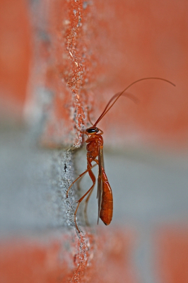 <i class='fa fa-user'></i>&nbsp;Cor&nbsp;|  Gewone Sluipwesp&nbsp; <i class='fa fa-eye'>&nbsp;91</i> &nbsp;<i class='fa fa-thumbs-up'>&nbsp;13</i> &nbsp; <i class='fa fa-comment-o'>&nbsp;6</i>