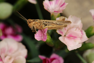 <i class='fa fa-user'></i>&nbsp;frbeuming&nbsp;|  Chorthippus sp.&nbsp; <i class='fa fa-eye'>&nbsp;46</i> &nbsp; <i class='fa fa-comment-o'>&nbsp;0</i>