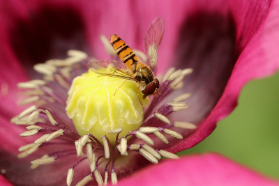 <i class='fa fa-user'></i>&nbsp;frbeuming&nbsp;|  Snorzweefvlieg&nbsp; <i class='fa fa-eye'>&nbsp;51</i> &nbsp;<i class='fa fa-thumbs-up'>&nbsp;2</i> &nbsp; <i class='fa fa-comment-o'>&nbsp;3</i>