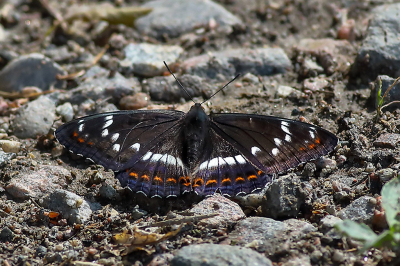 <i class='fa fa-user'></i>&nbsp;AlexRoetemeijer&nbsp;|  Grote IJsvogelvlinder&nbsp; <i class='fa fa-eye'>&nbsp;98</i> &nbsp;<i class='fa fa-thumbs-up'>&nbsp;3</i> &nbsp; <i class='fa fa-comment-o'>&nbsp;1</i>