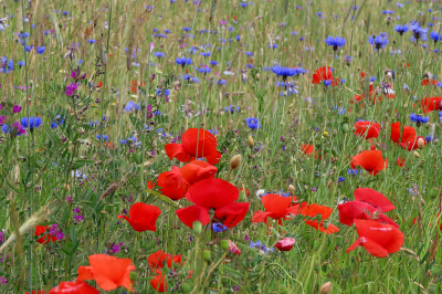 <i class='fa fa-user'></i>&nbsp;A. Soeting&nbsp;|  Een ouderwets korenveld met bloemen&nbsp; <i class='fa fa-eye'>&nbsp;84</i> &nbsp; <i class='fa fa-comment-o'>&nbsp;5</i>