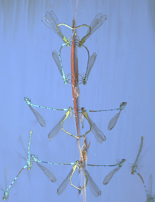 <i class='fa fa-user'></i>&nbsp;David Ruijs&nbsp;|  Azuurwaterjuffer&nbsp; <i class='fa fa-eye'>&nbsp;153</i> &nbsp;<i class='fa fa-thumbs-up'>&nbsp;11</i> &nbsp; <i class='fa fa-comment-o'>&nbsp;7</i>