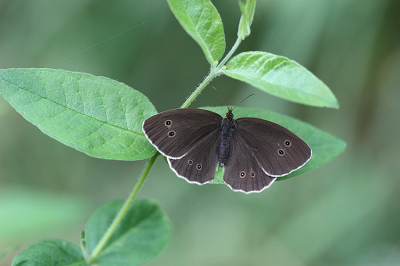 <i class='fa fa-user'></i>&nbsp;Paul Vandebroek&nbsp;|  Koevinkje&nbsp; <i class='fa fa-eye'>&nbsp;93</i> &nbsp;<i class='fa fa-thumbs-up'>&nbsp;10</i> &nbsp; <i class='fa fa-comment-o'>&nbsp;8</i>