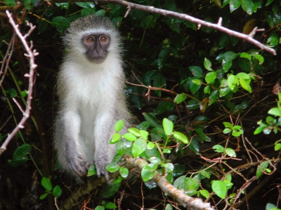 <i class='fa fa-user'></i>&nbsp;Rudi Debruyne&nbsp;| Blauwaap&nbsp; <i class='fa fa-eye'>&nbsp;210</i> &nbsp; <i class='fa fa-comment-o'>&nbsp;0</i>