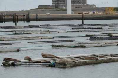 <i class='fa fa-user'></i>&nbsp;ko katsman&nbsp;|  Gewone Zeehond&nbsp; <i class='fa fa-eye'>&nbsp;120</i> &nbsp;<i class='fa fa-thumbs-up'>&nbsp;1</i> &nbsp; <i class='fa fa-comment-o'>&nbsp;7</i>