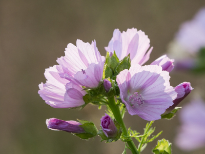 <i class='fa fa-user'></i>&nbsp;Truus Aletta Maan&nbsp;|  Muskuskaasjeskruid&nbsp; <i class='fa fa-eye'>&nbsp;45</i> &nbsp;<i class='fa fa-thumbs-up'>&nbsp;2</i> &nbsp; <i class='fa fa-comment-o'>&nbsp;1</i>