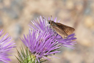 <i class='fa fa-user'></i>&nbsp;kooyammers&nbsp;|  Groot Kustdikkopje&nbsp; <i class='fa fa-eye'>&nbsp;62</i> &nbsp;<i class='fa fa-thumbs-up'>&nbsp;2</i> &nbsp; <i class='fa fa-comment-o'>&nbsp;5</i>