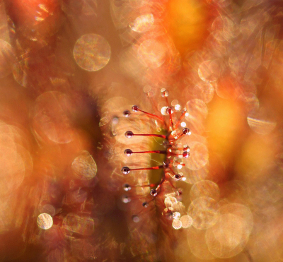 <i class='fa fa-user'></i>&nbsp;Nel R&nbsp;|  Kleine Zonnedauw&nbsp; <i class='fa fa-eye'>&nbsp;76</i> &nbsp;<i class='fa fa-thumbs-up'>&nbsp;12</i> &nbsp; <i class='fa fa-comment-o'>&nbsp;4</i>