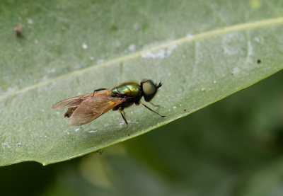 <i class='fa fa-user'></i>&nbsp;Tim Oord&nbsp;|  Gewone Prachtwapenvlieg&nbsp; <i class='fa fa-eye'>&nbsp;40</i> &nbsp; <i class='fa fa-comment-o'>&nbsp;2</i>