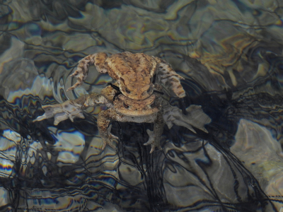 <i class='fa fa-user'></i>&nbsp;sieb&nbsp;|  Gewone Pad&nbsp; <i class='fa fa-eye'>&nbsp;78</i> &nbsp;<i class='fa fa-thumbs-up'>&nbsp;6</i> &nbsp; <i class='fa fa-comment-o'>&nbsp;4</i>