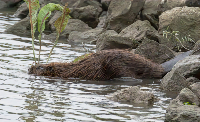 <i class='fa fa-user'></i>&nbsp;ErnovanDoorn&nbsp;|  Bever&nbsp; <i class='fa fa-eye'>&nbsp;95</i> &nbsp;<i class='fa fa-thumbs-up'>&nbsp;4</i> &nbsp; <i class='fa fa-comment-o'>&nbsp;4</i>
