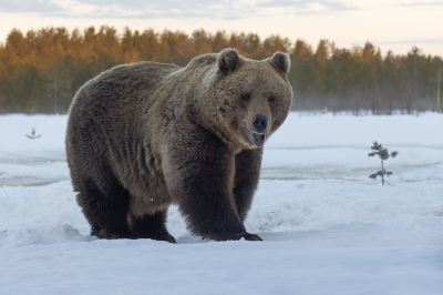 <i class='fa fa-user'></i>&nbsp;Luc Meert&nbsp;|  Bruine Beer&nbsp; <i class='fa fa-eye'>&nbsp;84</i> &nbsp; <i class='fa fa-comment-o'>&nbsp;5</i>