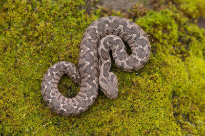 <i class='fa fa-user'></i>&nbsp;Willem Verhagen&nbsp;|  Ottomaanse Adder&nbsp; <i class='fa fa-eye'>&nbsp;110</i> &nbsp;<i class='fa fa-thumbs-up'>&nbsp;2</i> &nbsp; <i class='fa fa-comment-o'>&nbsp;2</i>