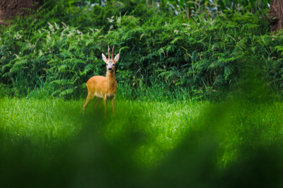 <i class='fa fa-user'></i>&nbsp;Bob_Ensink&nbsp;|  Ree&nbsp; <i class='fa fa-eye'>&nbsp;61</i> &nbsp; <i class='fa fa-comment-o'>&nbsp;0</i>