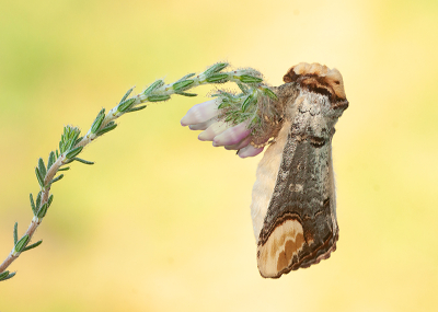 <i class='fa fa-user'></i>&nbsp;Tom&nbsp;|  Wapendrager&nbsp; <i class='fa fa-eye'>&nbsp;156</i> &nbsp;<i class='fa fa-thumbs-up'>&nbsp;13</i> &nbsp; <i class='fa fa-comment-o'>&nbsp;9</i>