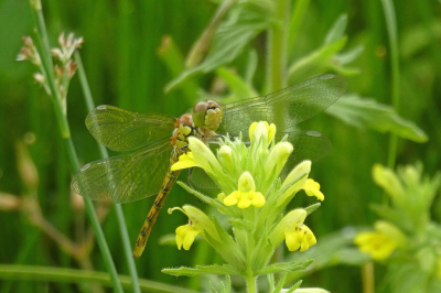 <i class='fa fa-user'></i>&nbsp;Niek Oele&nbsp;|  Bruinrode Heidelibel&nbsp; <i class='fa fa-eye'>&nbsp;47</i> &nbsp; <i class='fa fa-comment-o'>&nbsp;0</i>