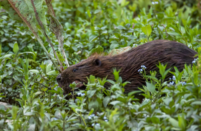 <i class='fa fa-user'></i>&nbsp;ErnovanDoorn&nbsp;|  Bever&nbsp; <i class='fa fa-eye'>&nbsp;72</i> &nbsp; <i class='fa fa-comment-o'>&nbsp;3</i>